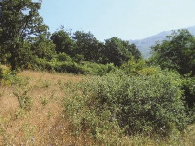 Abandoned grassland